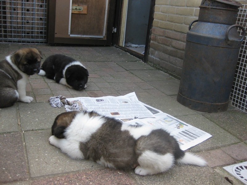 Puppies